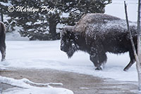 Bison making their way through Fountain Paint Pots, Yellowstone National Park, WY