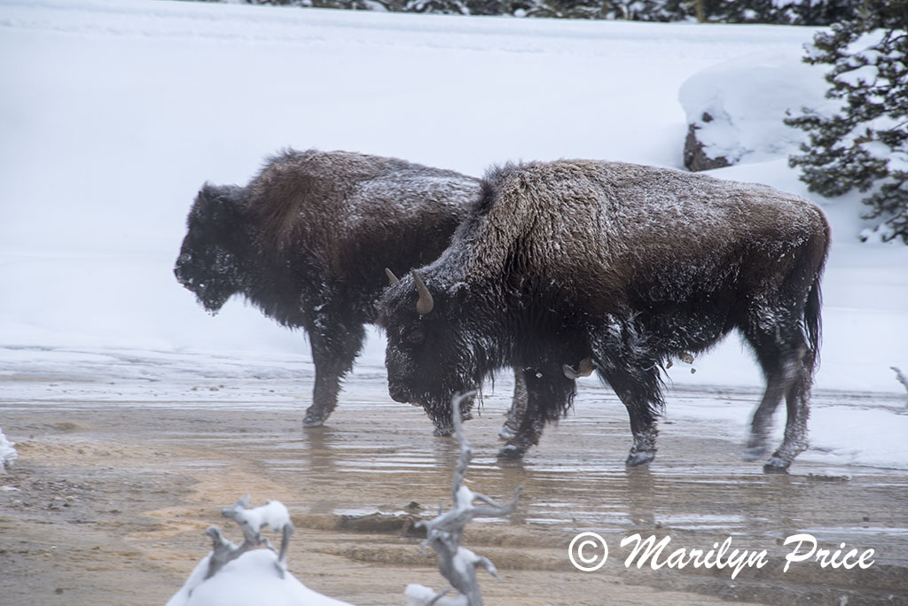 Bison making their way through Fountain Paint Pots, Yellowstone National Park, WY