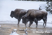 Bison making their way through Fountain Paint Pots, Yellowstone National Park, WY
