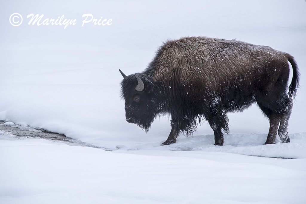 Bison making their way through Fountain Paint Pots, Yellowstone National Park, WY