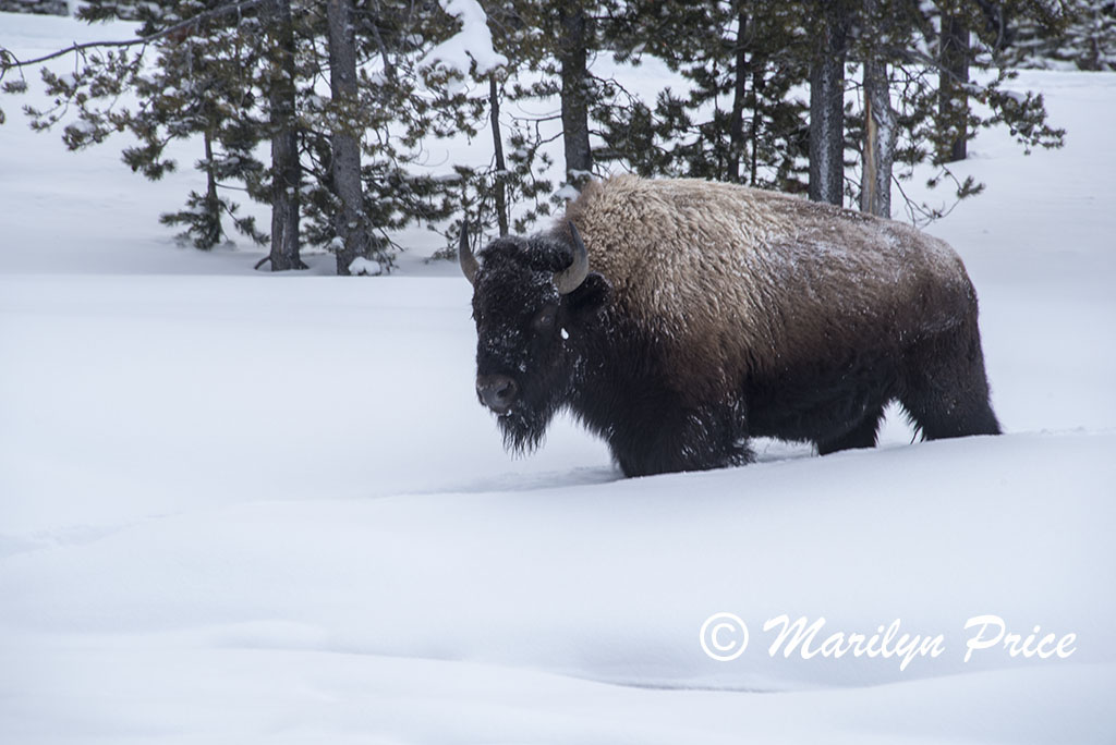 Bison making their way through Fountain Paint Pots, Yellowstone National Park, WY