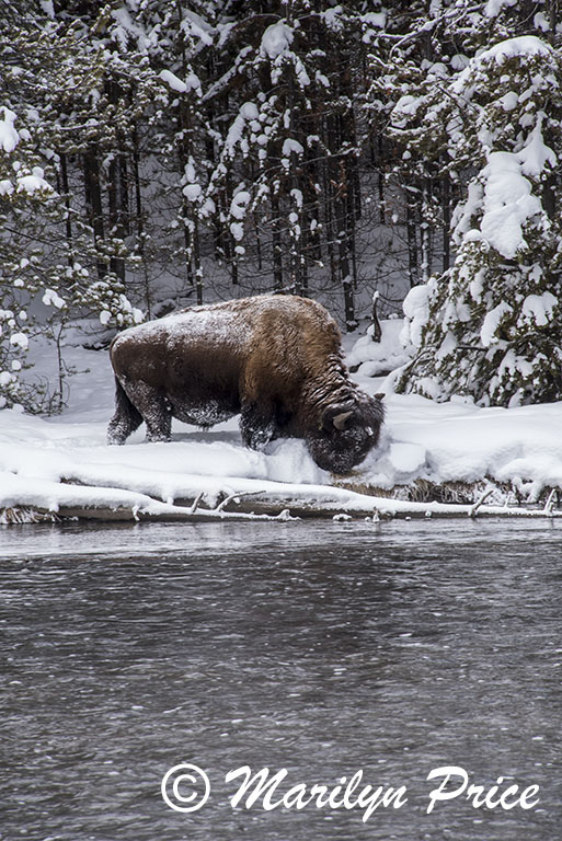 Bison foraging on the banks of the Gibbon River, Yellowstone National Park, WY