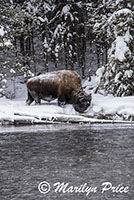 Bison foraging on the banks of the Gibbon River, Yellowstone National Park, WY