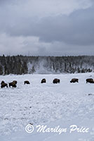 Bison on Gibbon Meadows, Yellowstone National Park, WY