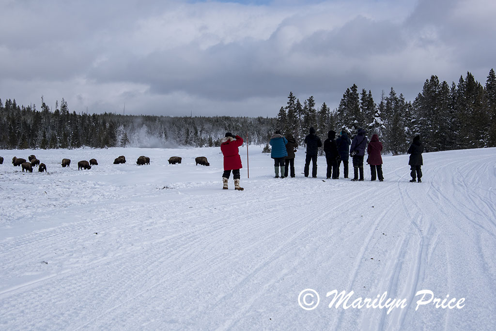 Photographing bison on Gibbon Meadows, Yellowstone National Park, WY
