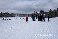 Photographing bison on Gibbon Meadows, Yellowstone National Park, WY