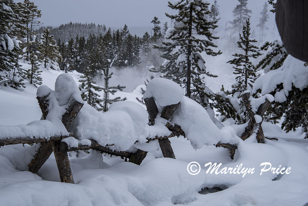 Snow covered fences, Norris Geyser Basin, Yellowstone National Park, WY