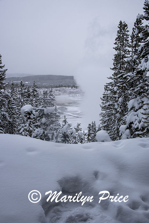 Looking at Norris Geyser Basin through the trees from the parking area, Yellowstone National Park, WY