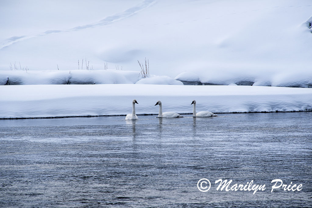 Swans on the Madison River, Yellowstone National Park, WY