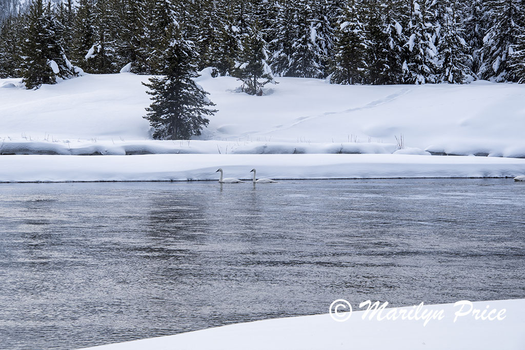 Swans on the Madison River, Yellowstone National Park, WY