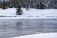 Swans on the Madison River, Yellowstone National Park, WY