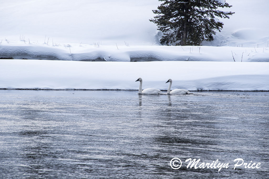 Swans on the Madison River, Yellowstone National Park, WY