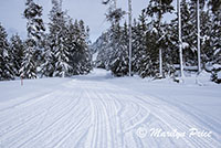 Coach and snowmobile tracks through the snow along the Madison River, Yellowstone National Park, WY