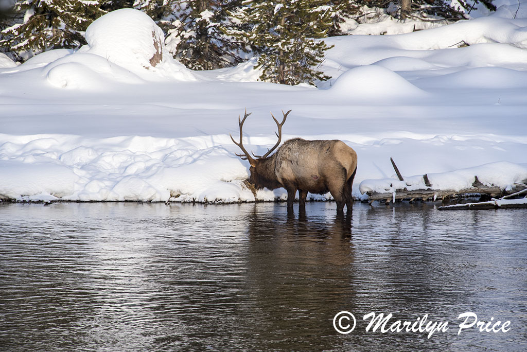 Elk, Madison River, Yellowstone National Park, WY