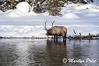 Elk, Madison River, Yellowstone National Park, WY