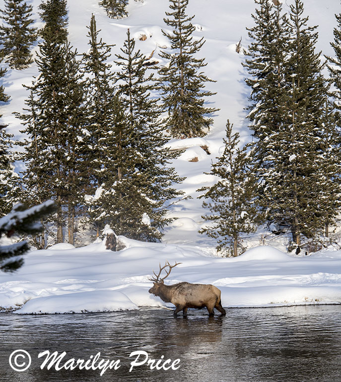 Elk, Madison River, Yellowstone National Park, WY
