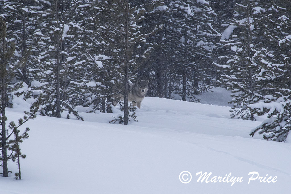 Wolf near Indian Creek Campground, Yellowstone National Park, WY