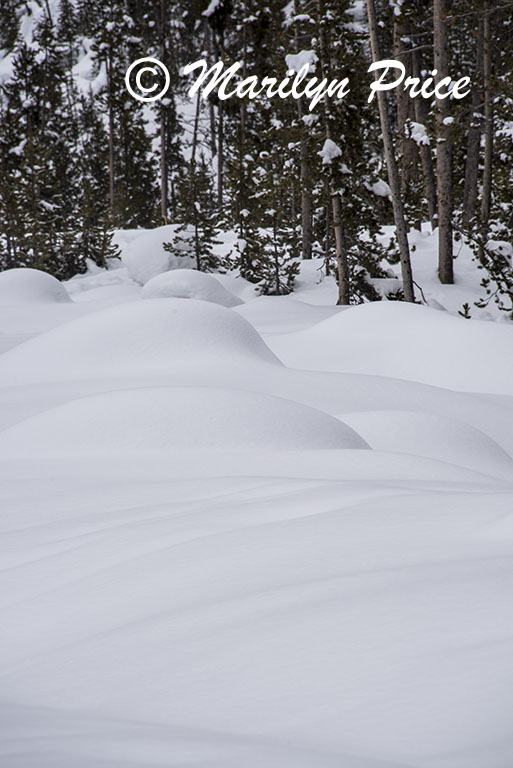 Snowy trees, Gibbon Falls parking lot, Yellowstone National Park, WY