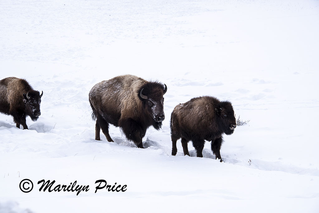 Parade of bison, Lamar Valley, Yellowstone National Park, WY