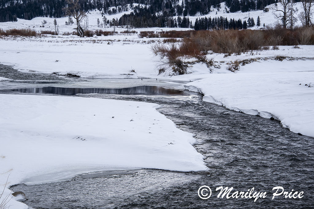 Soda Butte Creek, Lamar Valley, Yellowstone National Park, WY