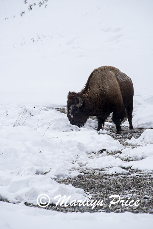 Bison grazing in a small creek, Lamar Valley, Yellowstone National Park, WY