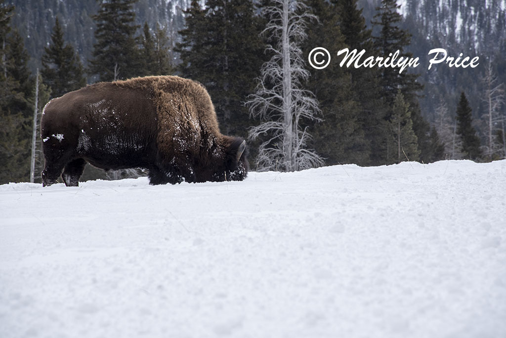 Bison foraging in the blowing snow, Lamar Valley, Yellowstone National Park, WY
