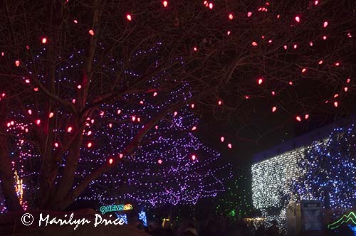 Zoo Lights at Christmas, Denver Zoo, Denver, CO