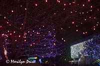 Zoo Lights at Christmas, Denver Zoo, Denver, CO