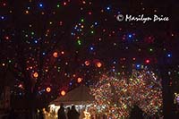 Zoo Lights at Christmas, Denver Zoo, Denver, CO