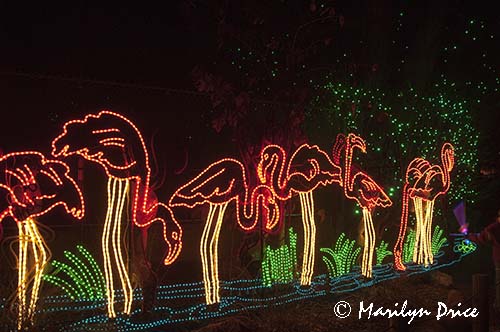 Zoo Lights at Christmas, Denver Zoo, Denver, CO