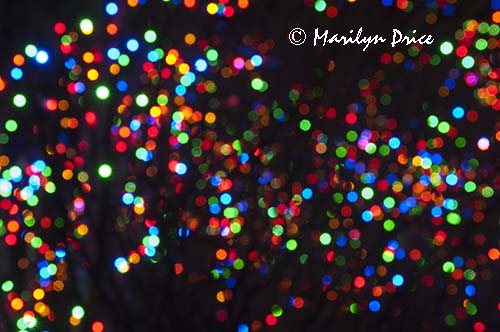 Zoo Lights at Christmas, Denver Zoo, Denver, CO