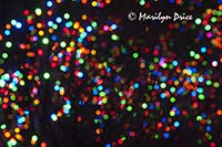 Zoo Lights at Christmas, Denver Zoo, Denver, CO