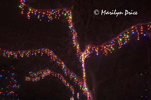 Zoo Lights at Christmas, Denver Zoo, Denver, CO