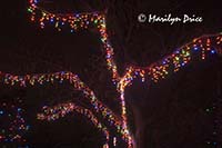 Zoo Lights at Christmas, Denver Zoo, Denver, CO