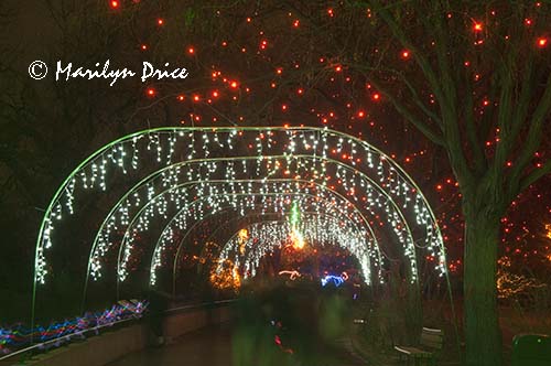 Zoo Lights at Christmas, Denver Zoo, Denver, CO