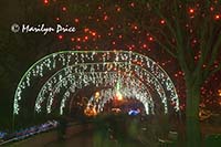 Zoo Lights at Christmas, Denver Zoo, Denver, CO