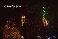 Zoo Lights at Christmas, Denver Zoo, Denver, CO