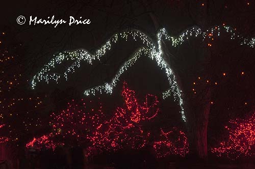 Zoo Lights at Christmas, Denver Zoo, Denver, CO