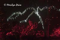 Zoo Lights at Christmas, Denver Zoo, Denver, CO