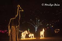 Zoo Lights at Christmas, Denver Zoo, Denver, CO