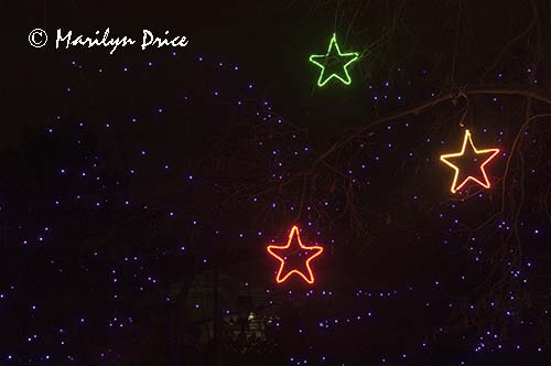 Zoo Lights at Christmas, Denver Zoo, Denver, CO