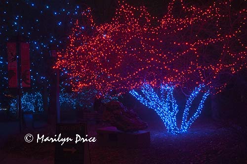 Zoo Lights at Christmas, Denver Zoo, Denver, CO