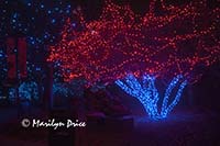 Zoo Lights at Christmas, Denver Zoo, Denver, CO