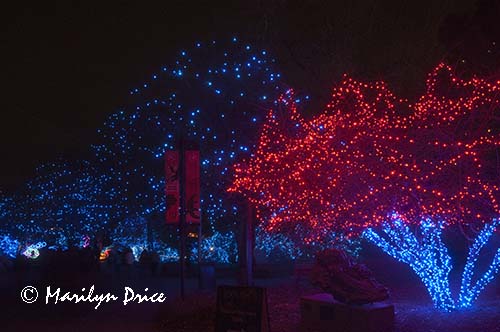 Zoo Lights at Christmas, Denver Zoo, Denver, CO