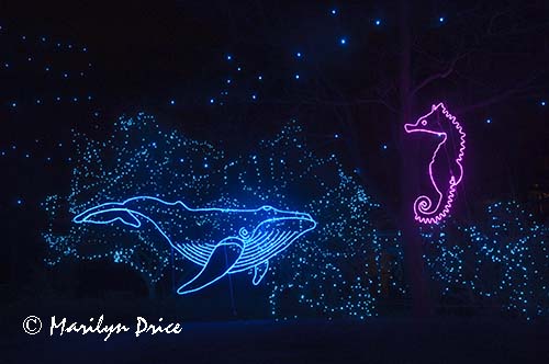 Zoo Lights at Christmas, Denver Zoo, Denver, CO