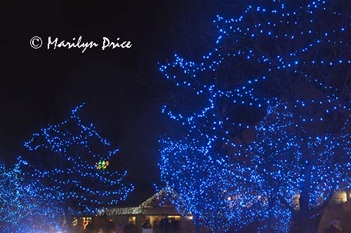 Zoo Lights at Christmas, Denver Zoo, Denver, CO