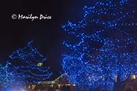 Zoo Lights at Christmas, Denver Zoo, Denver, CO