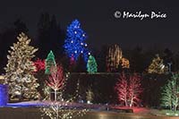 Christmas lights at the Denver Botanic Gardens, Denver, CO