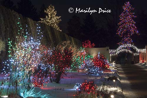 Christmas lights at the Denver Botanic Gardens, Denver, CO