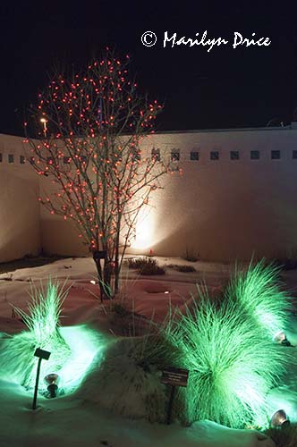Christmas lights at the Denver Botanic Gardens, Denver, CO
